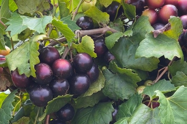 ‘Lane’ early ripening muscadine grapes